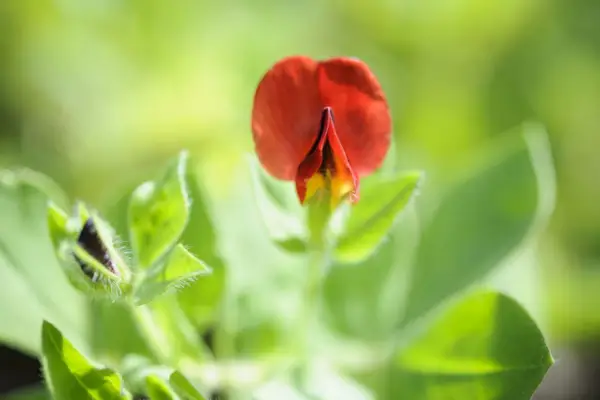 Lotus tetragonolobus