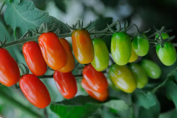 Lycopersicon esculentum 'Santini'