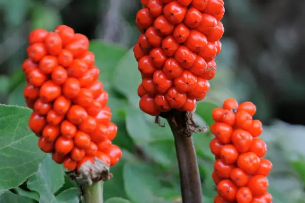 Plants for shade - lords and ladies, Arum maculatum