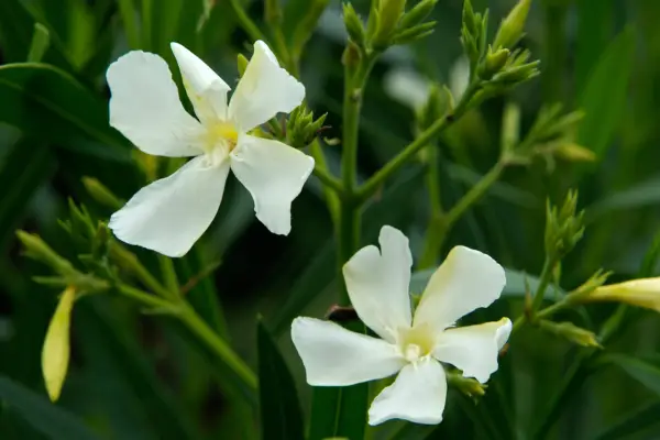 How to grow oleander