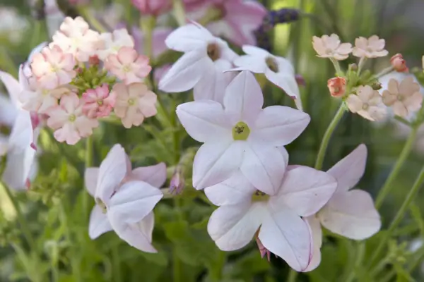 Nicotiana 'Havana AppleBlossom'