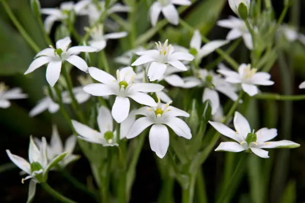 Ornithogalum umbellatum