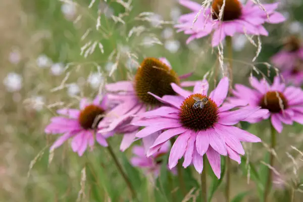Echinacea purpurea