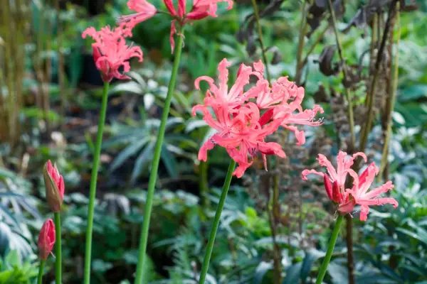 Nerines