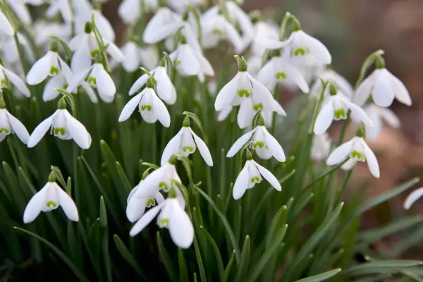 Clump of snowdrops