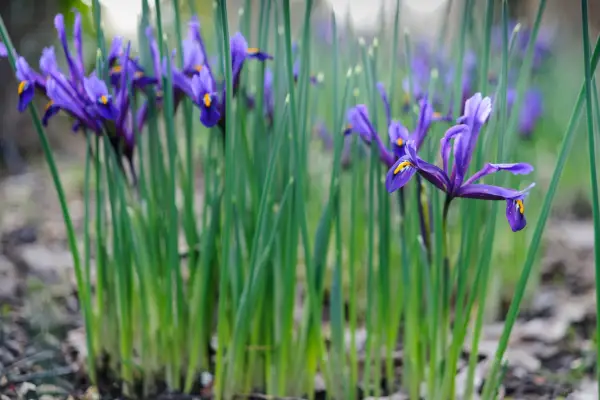 Iris reticulata