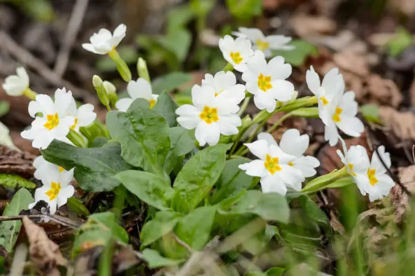 Primula vulgaris in flower