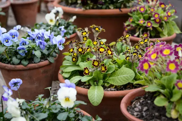 Potted auriculas and violas