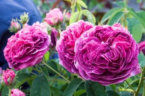 Rosa Charles de Mills