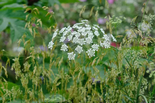 umbelliferの花が付いた植物