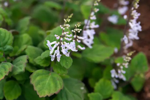 Plectranthus Ernstii