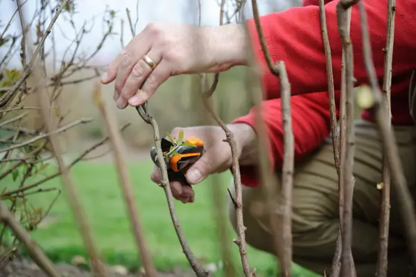 Beskjær busker for flere blomster