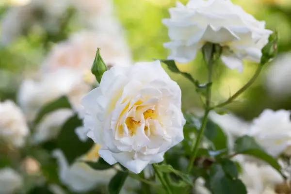 Pink (Grupo Floribunda) 'York Minster'