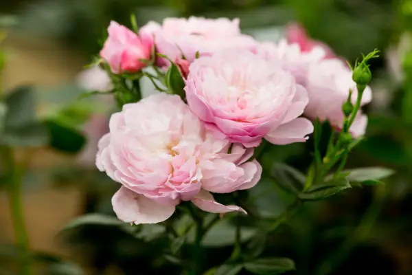 Rosa 'Queens London Child'