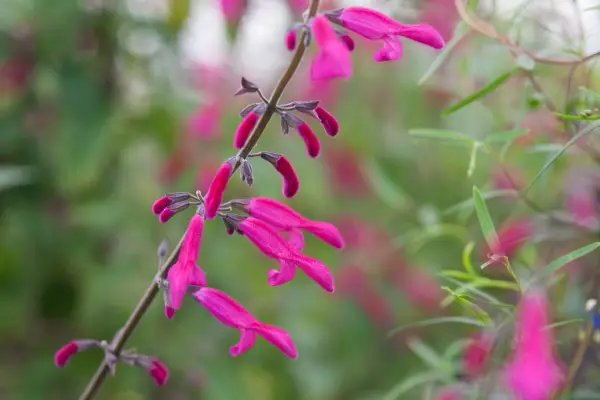 Curbe de înțelepciune