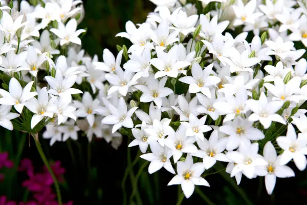 Triteleia laxa 'White Cloud'