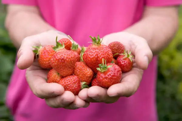 Handful of strawberries