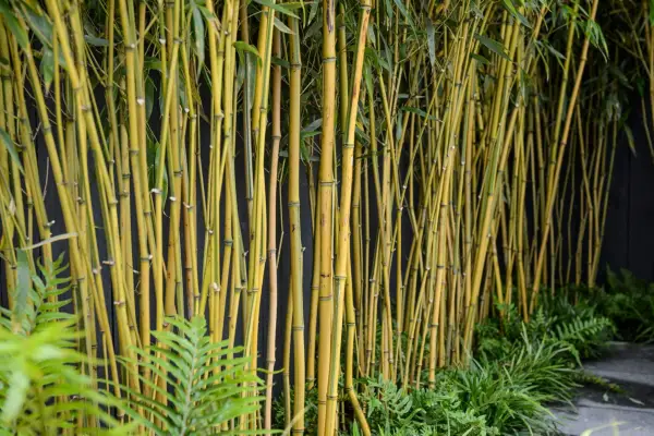 Phyllostachys aureosulcata