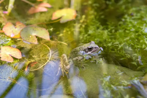 Frog at the surface of a pond