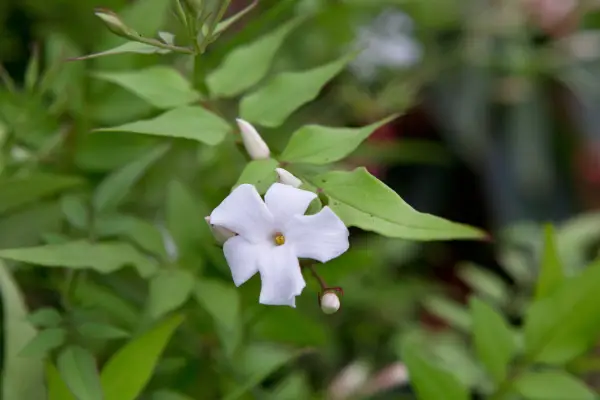Common jasmine (Jasminum officinale)