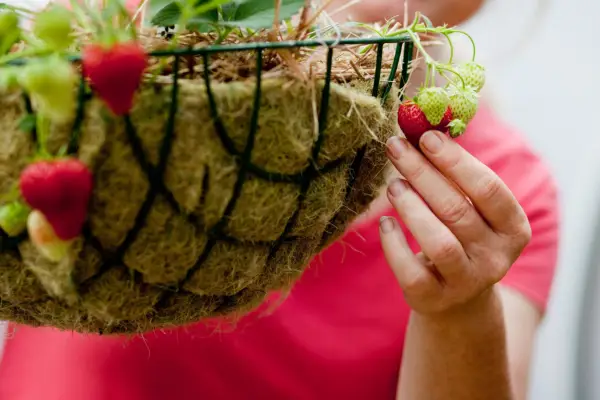 Growing strawberries in a hanging basket