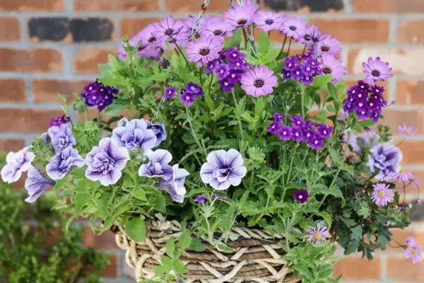 Osteospermum, petunia and verbena hanging basket