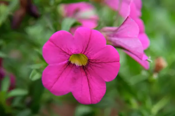 How to grow calibrachoa – Calibrachoa 