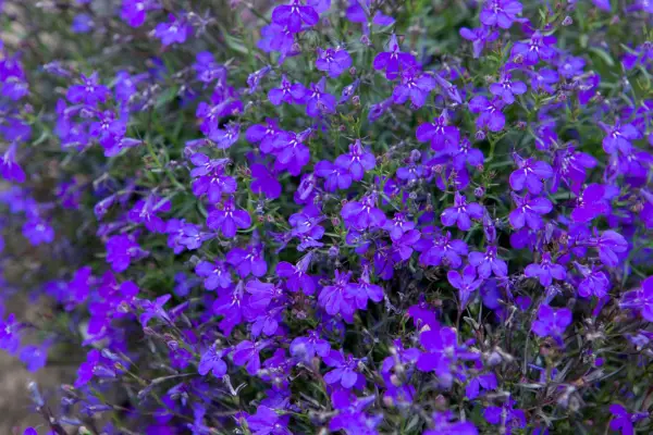 How to grow lobelia – bedding lobelia, Lobelia erinus