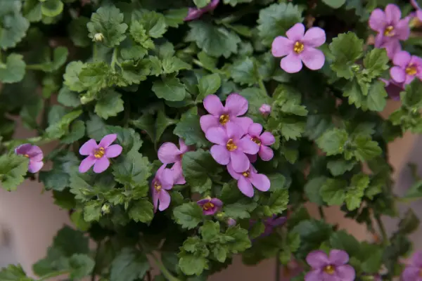 Bacopa ‘Bahia Pink Sand’