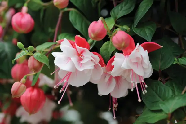 Trailing fuchsia collection at Thompson & Morgan