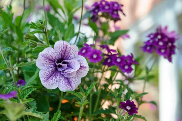 Petunia Priscilla (Tumbelina Series)