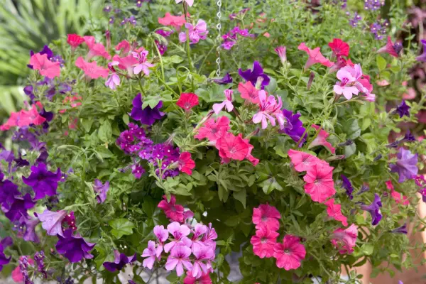 10 trailing plants for hanging baskets – a hanging basket filled with summer bedding