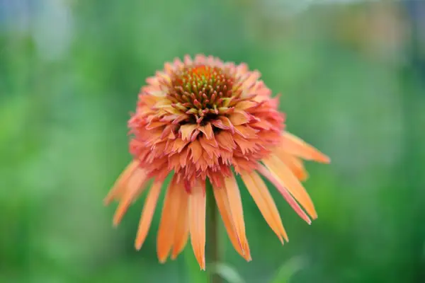 An orange-pink double bloom of echinacea 