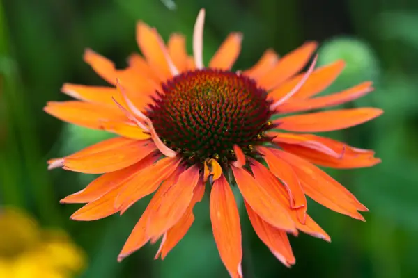 Bright orange-red bloom of echinacea 
