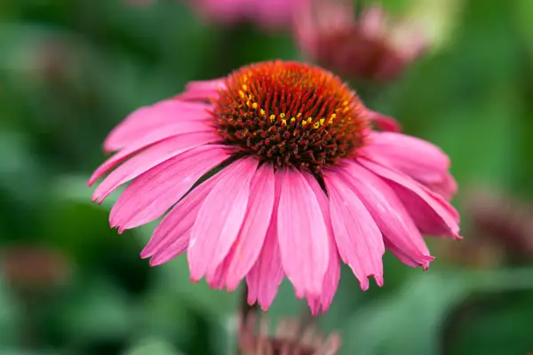 Magenta-pink bloom of echinacea 