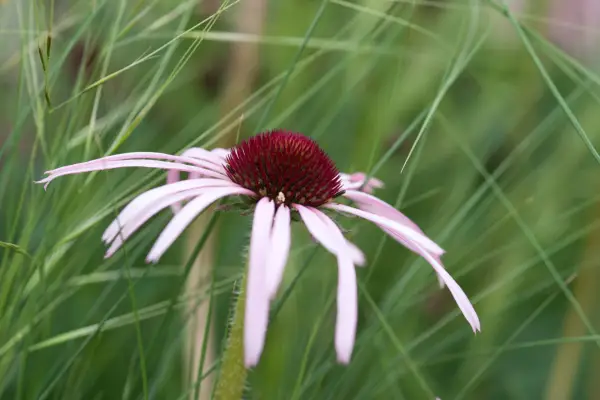 Pale-pink, narrow petals of Echinacea pallida
