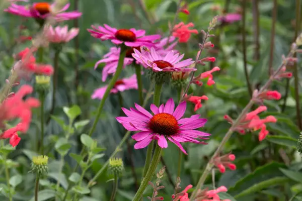 Red-centred, purple-pink blooms of echinacea 