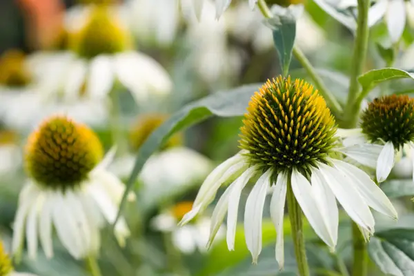 White petals and golden centres of echinacea 