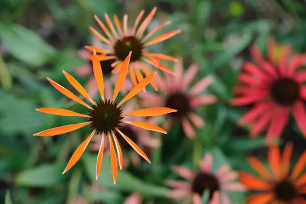 Narrow orange petals of echinacea 