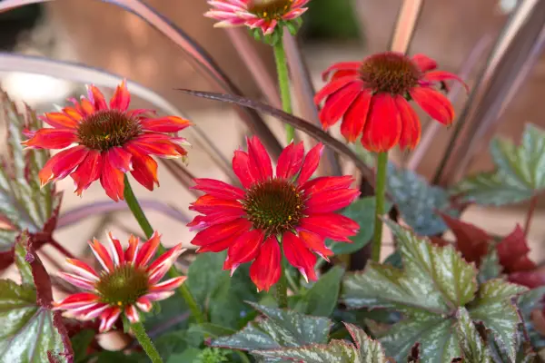Broad red petals and brown centres of echinacea 
