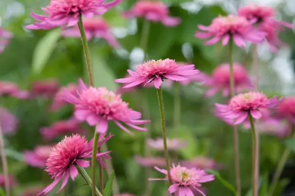 Pretty pink double flowers of echinacea 