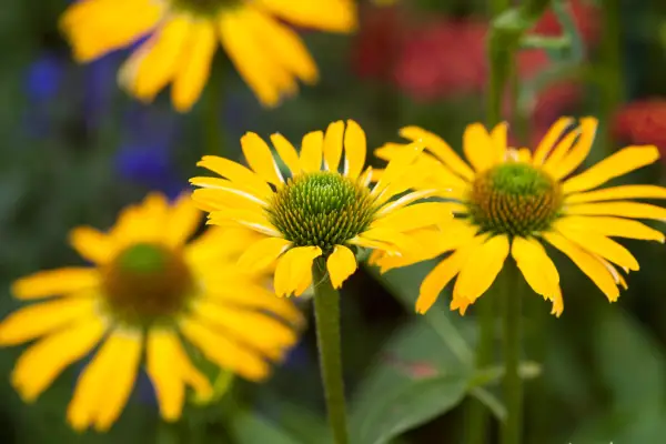 Deep-yellow blooms of echinacea 