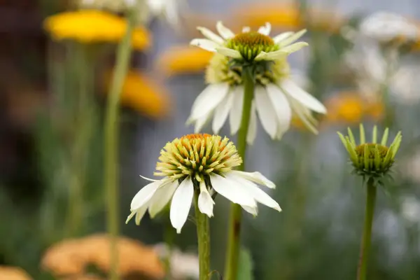 Echinacea 