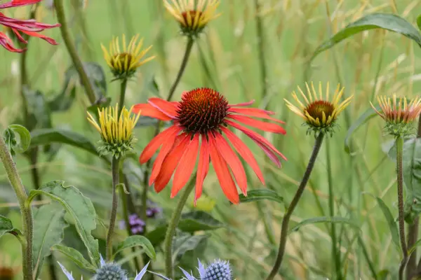 Dusky red echinacea 
