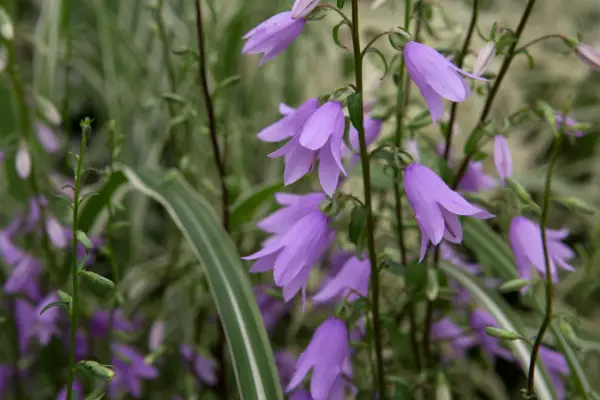 Adenophora Perskiifolia