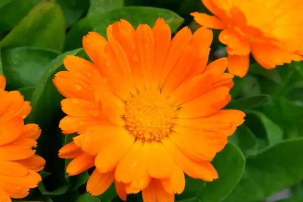 Calendula 'Fruit Twist'