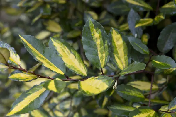 Elaeagnus scharfe gefärbt