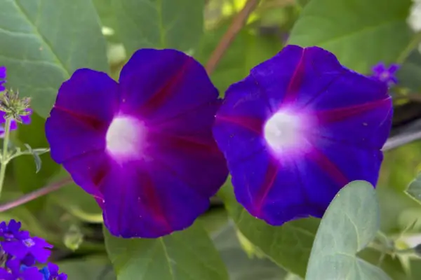 IPOMOEA purpurea „Steaua lui Yalta”