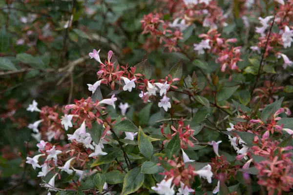 Abelia x grandiflora