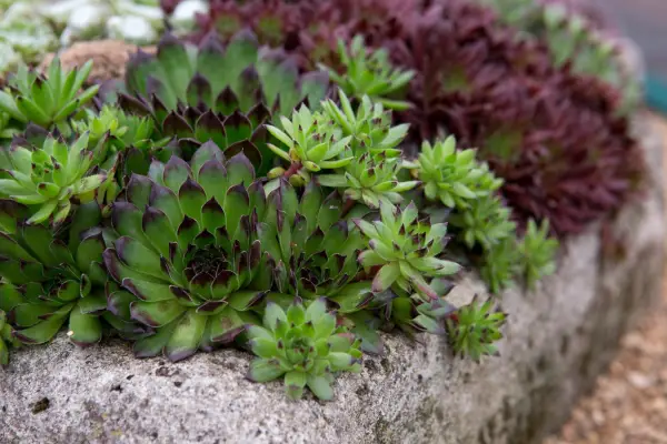 Sempervivum 